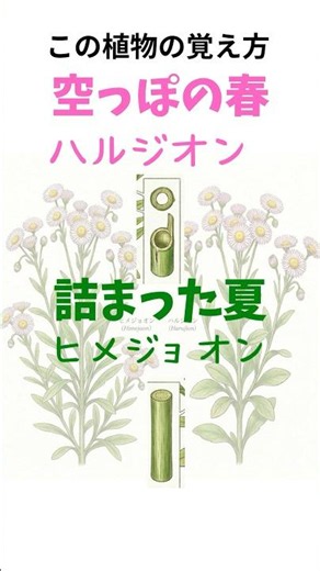 めっちゃ似てる植物！どう覚えよう？ 【大学生がガチで雑草紹介】 #weeb #植物 #自然 #観葉植物 #身近 #雑学 #雑草 #shorts #fyp