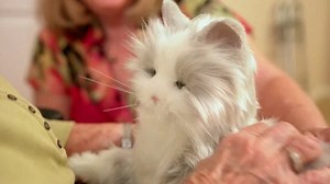 Why some people love animals and others couldn't care less