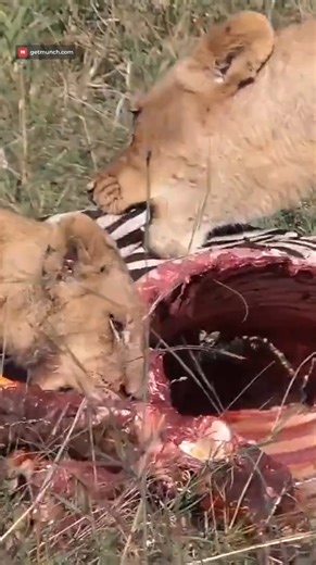 268K views · 2.8K reactions | Repositioning a zebra!! #robtheranger #africansafari | Rob The Ranger Wildlife Videos | Facebook