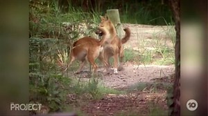 A Brisbane father has fought off a pack of Fraser Island dingoes to save his 14-month old son. The toddler is recovering in hospital, but it’s now the third dingo attack at the tourism hot spot just this year. But is a new cull the answer? Or could this be a people problem? | The Project
