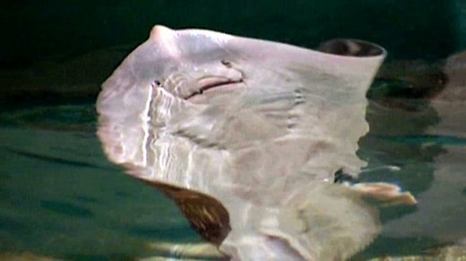 How fish are adapted to live in water - Living things: Video playlist - BBC Bitesize