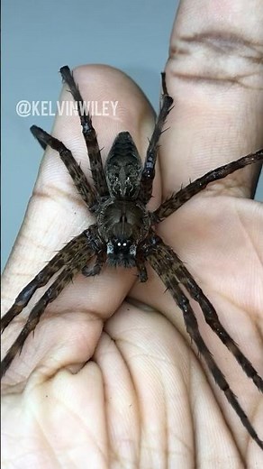 Giant Swamp Fishing Spider Handling! 🎣