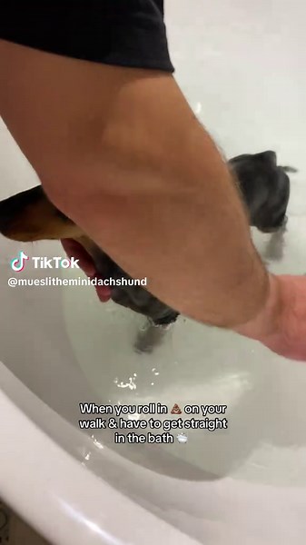 Dachshund's Hilarious Roll in the Dirt Before Bath Time
