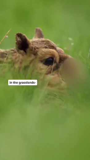 Hilarious David Attenborough TV Moments