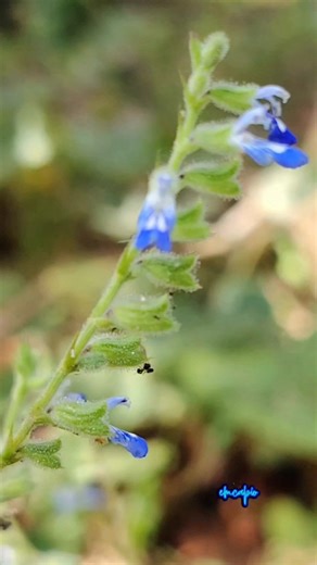 Mga pagkain na nagpapataas ng uric acid #emelitacapio #reelsviral | Emelita Capio