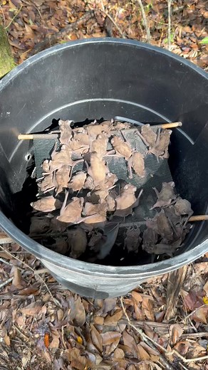 Call Trapper Pros to Keep the bats away this Halloween! We remove and relocate so don’t be scared to call | Trapper Pros Wildlife Removal LLC