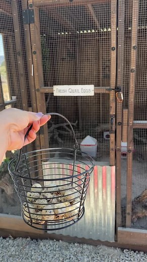 My daily quail egg hunt! 🥚 #egg #egghunt #quail #aviary #chickensofinstagram #reels | Simplychickensofficial