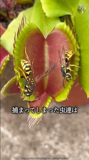ハエトリグサに捕まった虫の末路