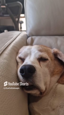 The Mystery of the Beagle Nap—How Do They Get So Tired?