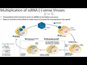 Animal Virus Replication Part 2