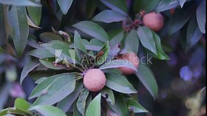 Chiku plant with leaves and fruit,Chiku,Manilkara zapota,Sapodilla,chiku or naseberry fruit on tree,selective focus with hd footage