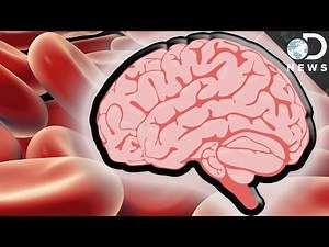 How The Blood-Brain Barrier Protects You From Death #AskDNews