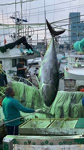 Hoisting a 500-Pound Giant! 💪 Bluefin Tuna Heads to Market! #GiantBluefin #TunaHaul #SeafoodJourney #FishMarketLife #MonsterCatch | Food Adventure