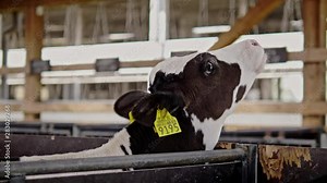 Calfs in a cowshed on a dairy farm.