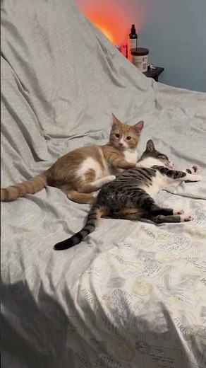 #cats #bed #kissing