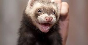 What Do Ferrets Eat?