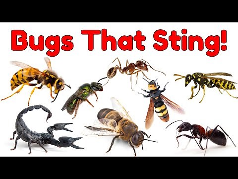 Bugs That Sting! Learn About Stinging Insects for Kids | #insects #bugs #kids #kidslearning