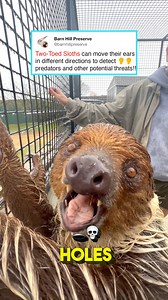 444K views · 2.1K reactions | MORE SLOTH EAR FACTS殮 * Sloths have...