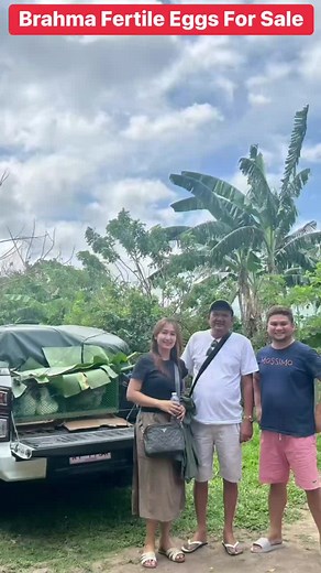 ommings brahma on TikTok