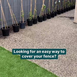 Planting privacy 🔒 Turn your space into a tranquil hideaway with fast-growing plants like star jasmine, just like @AndieNapoli. For '10 fast-growing plants for privacy' check out the detailed guide via our website. Link below ⬇️ www.bunnings.com.au/diy-advice/garden/planting-and-growing/10-fast-growing-plants-for-privacy #Gardening #GardeningTips | Bunnings Warehouse Australia