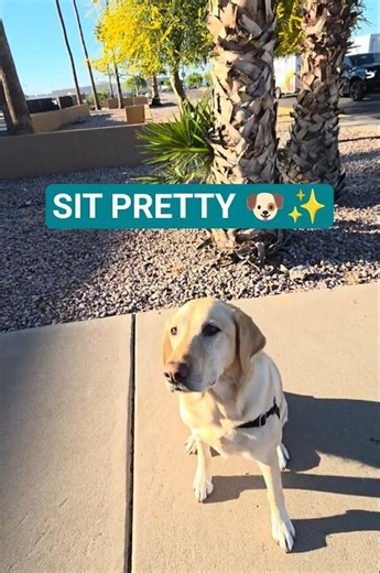 Poppy’s Sit Pretty Trick Is Too Cute 😭🐾 #dog #dogshorts