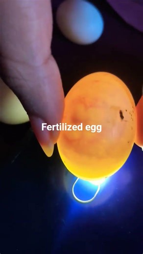 difference between fertilized and unfertilized egg