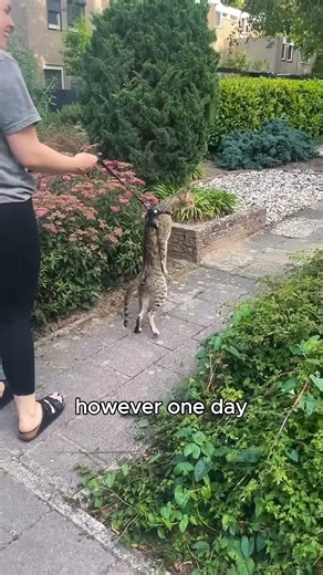 The stray cat that sneaked into the store to sleep #animals #love #shorts | Paws Life