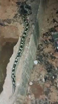 Up Close with a Python Snake