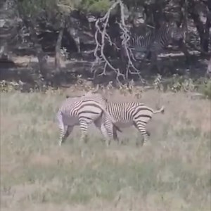 56K views · 335 reactions | Zebra are very social animals, we promise this is socializing! 煉 Fighting/ play behavior plays a big part in their communication! Zebra are known for their aggresive personalities, so it's not uncommon to notice scars from bites on individuals, or to see them running, kicking and nipping at their fellow herd members. #zebra #safaripark #fossilrim | Fossil Rim Wildlife Center | Facebook