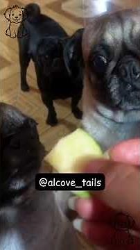 Try Not to Laugh Challenge - PUGS Edition #ytshorts #funnyanimal #shortsfeed #viralvideo