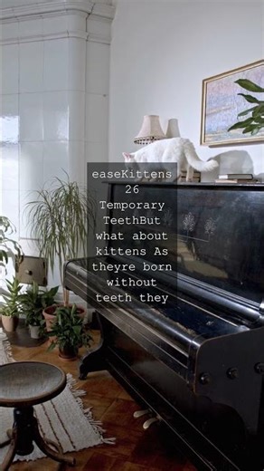 The Purrfect Smile A Feline Guide to TeethAs any cat lover knows our feline friends are...