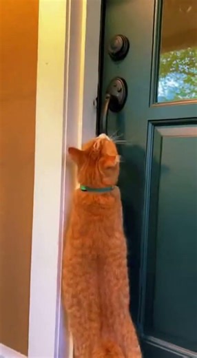 Amazing Orange Cat Can Open Doors On His Own! Watch This Clever Trick