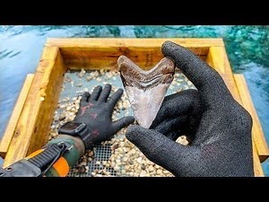 1.1M views · 1.9K shares | Ever wanted to find a Megalodon Shark Tooth?? | D ALL MY D | Facebook