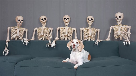 Dog reacts unimpressed to spooky skeleton prank