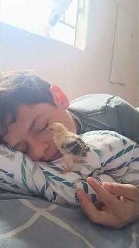 Um pinto de estimaç@o.🐣