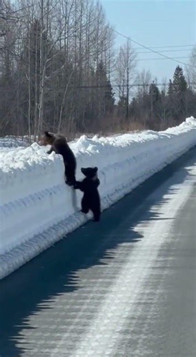 Baby bear cubs walking like humans in a funny scene #animals #wildlifeentertainment #wildlife