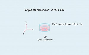 Stem cells_organoids