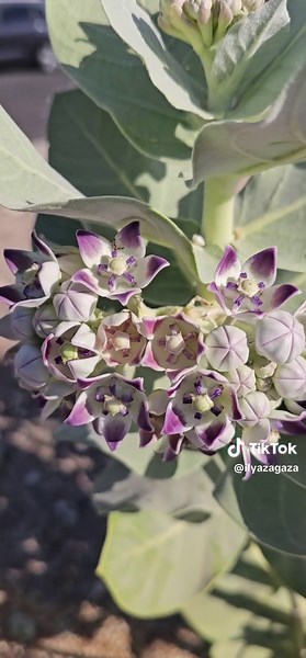 ‏#zagaza #intresting #nagual #flowers