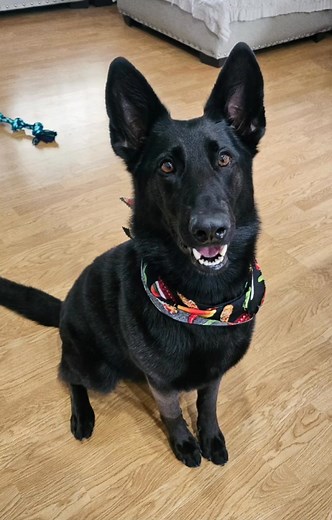 So Fresh, So Clean #dogdutyservice #Sofresh #soclean | David Mazzola