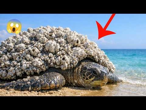 Extreme Turtle Shell Cleaning ASMR Compilation | Massive Barnacle & Mollusk Removal