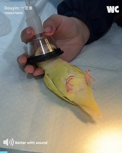 40K views · 301 reactions | Parrot’s Second Chance at Life! 列 | Watercooler | Facebook