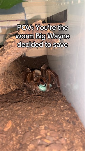 Big Hearted Big Wayne Saves a Worm