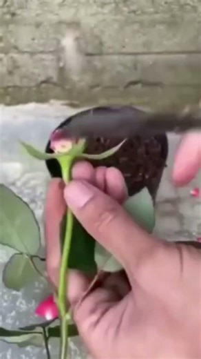 КАК БЫСТРО И ПРОСТО РАЗМНОЖИТЬ РОЗЫ