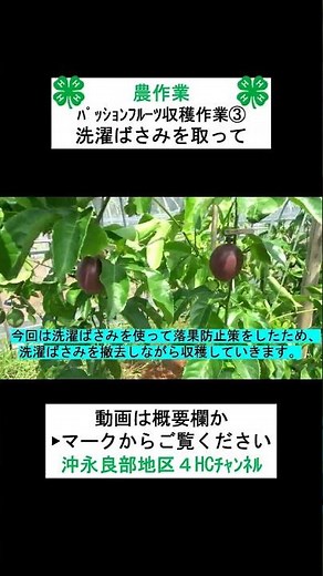 【農作業】パッションフルーツの収穫作業③