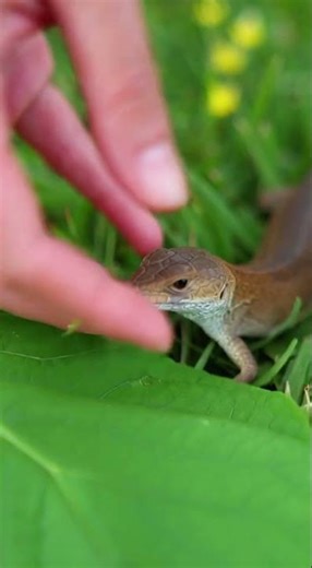 A Gentle Feeding Moment 🥬🦎 #shorts