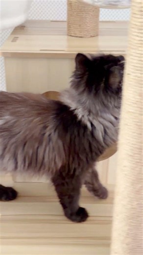 Nobody Expected What This Cat Found In The Cat Playground