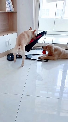 The snoring at the end 😂😂 #dog #dogsoftiktok #viralvideo #puppy #doglover #fyp