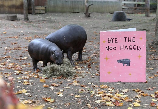 Edinburgh Zoo fond farewell to Haggis the pygmy hippo