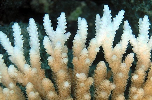 Climate change and coral bleaching