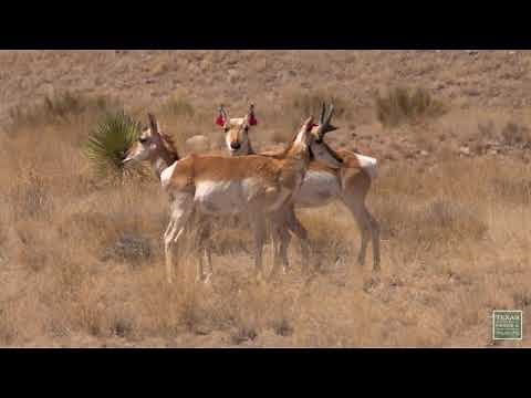 Trans-Pecos Grasslands - Postcard From Texas